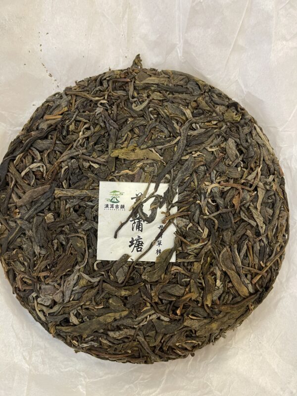 S__67649545_0 2023年 菖蒲塘母樹單株 雲南普洱生茶